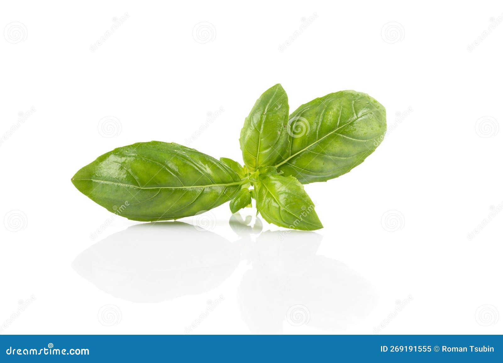 Fresh green leaf basil stock image. Image of green, fresh 269191555