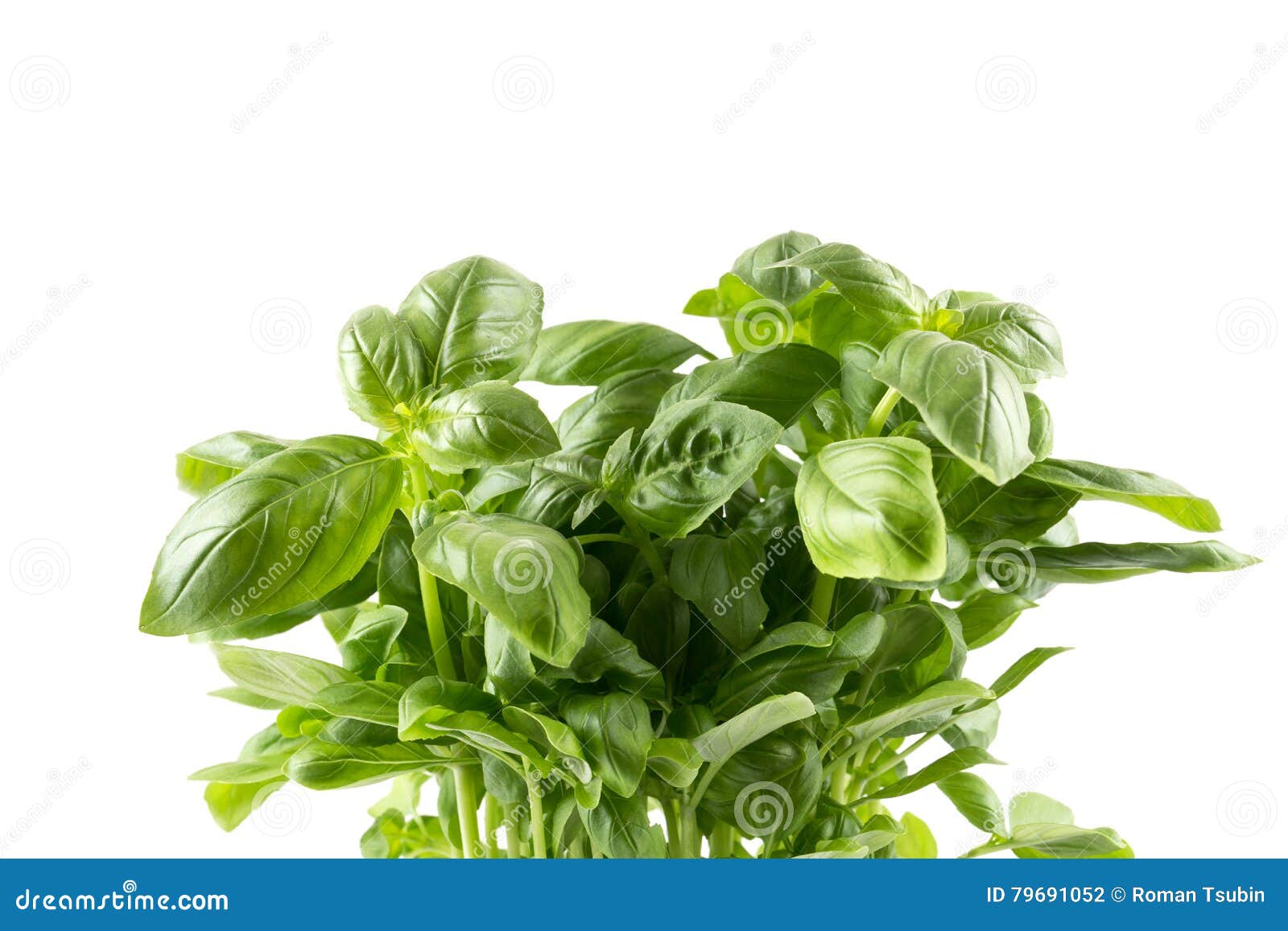 Fresh green leaf basil stock photo. Image of floral, spice 79691052