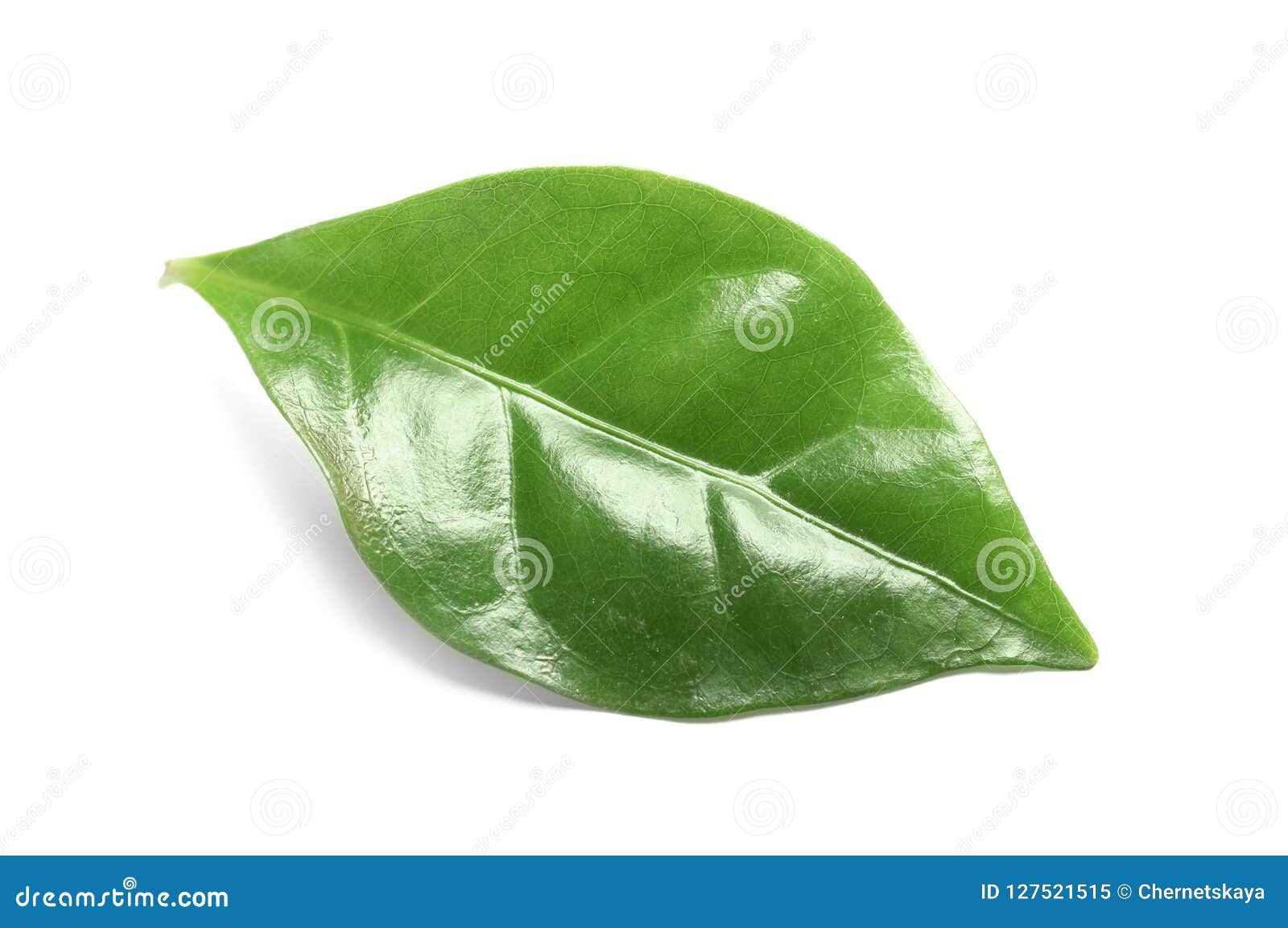Fresh Green Leaf of Coffee Plant Stock Image Image of background, antioxidant 127521515
