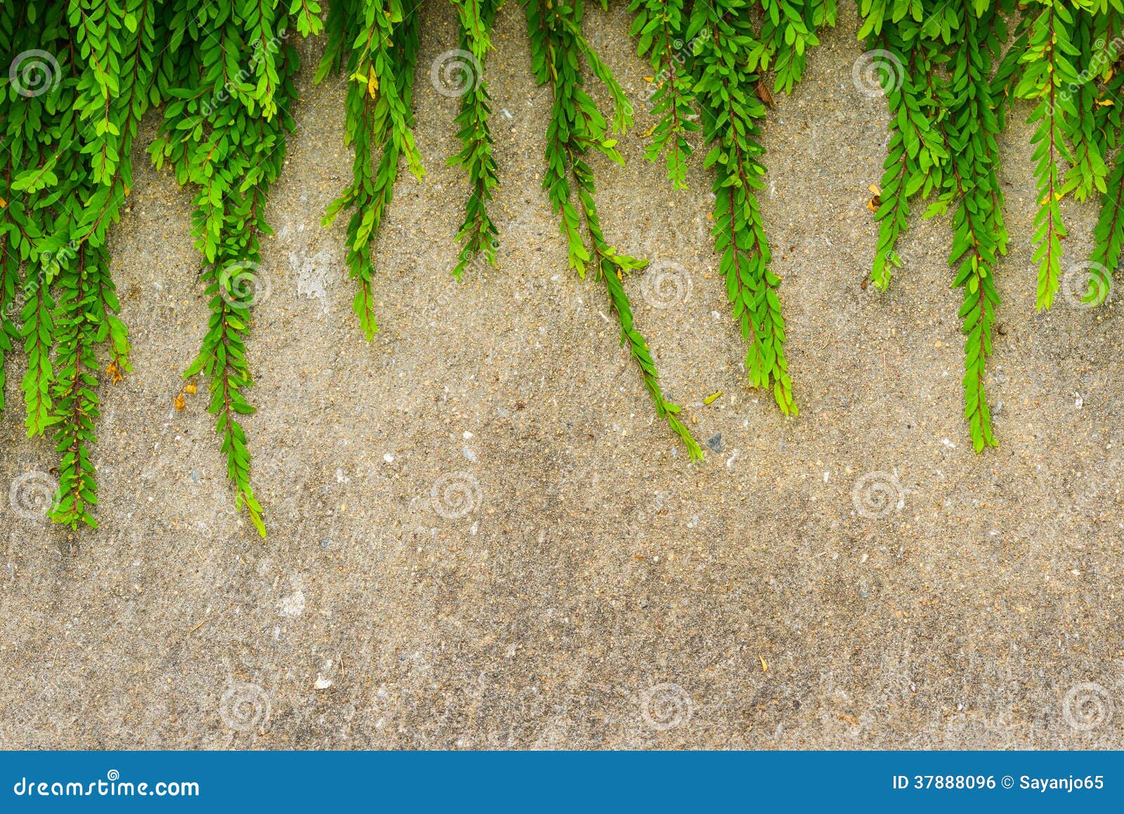 Fresh Green Leaf Plant on Grunge Wall Background. Stock Photo Image