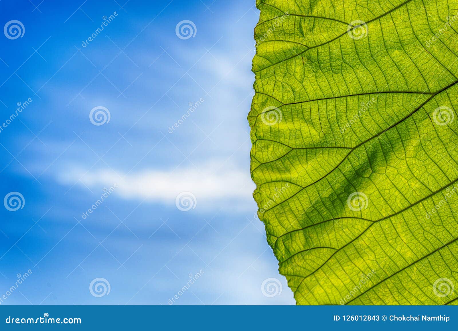 Fresh Green Leaves and Blue Sky Background. Stock Image Image of