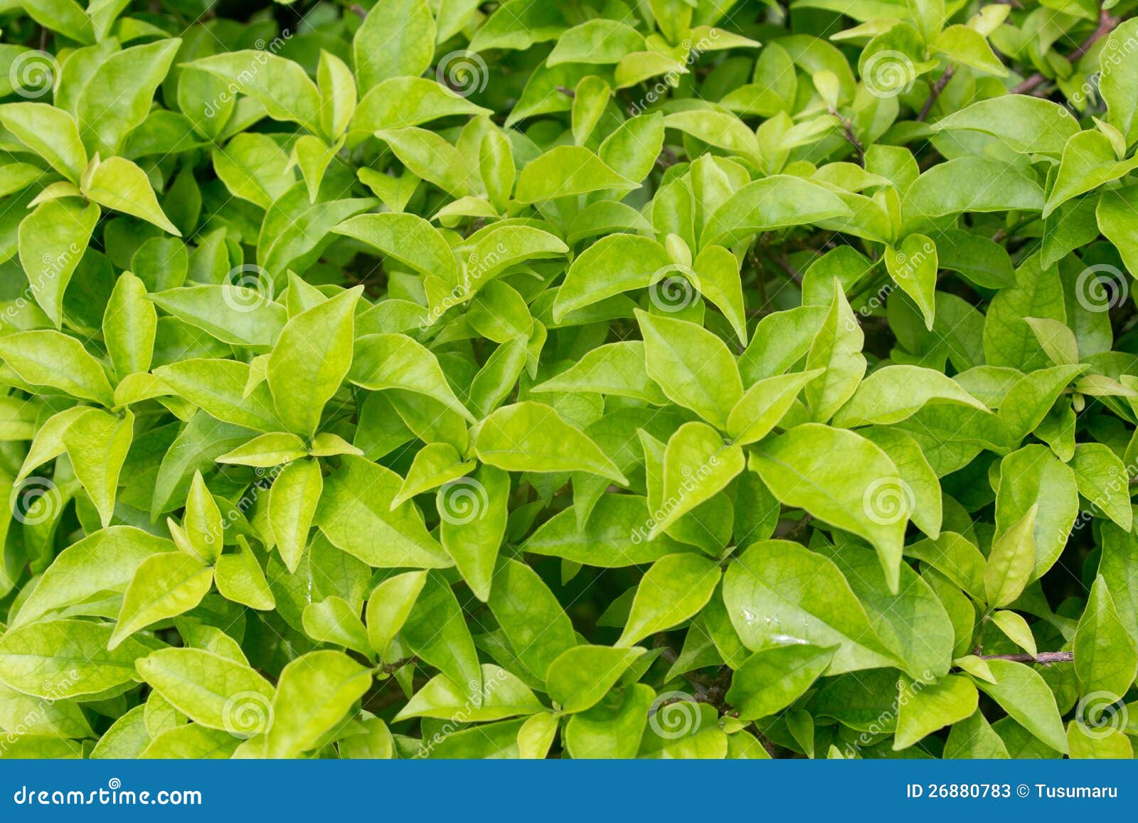 The Fresh Green Leaves Of The Bougainvillea. Stock Image Image of