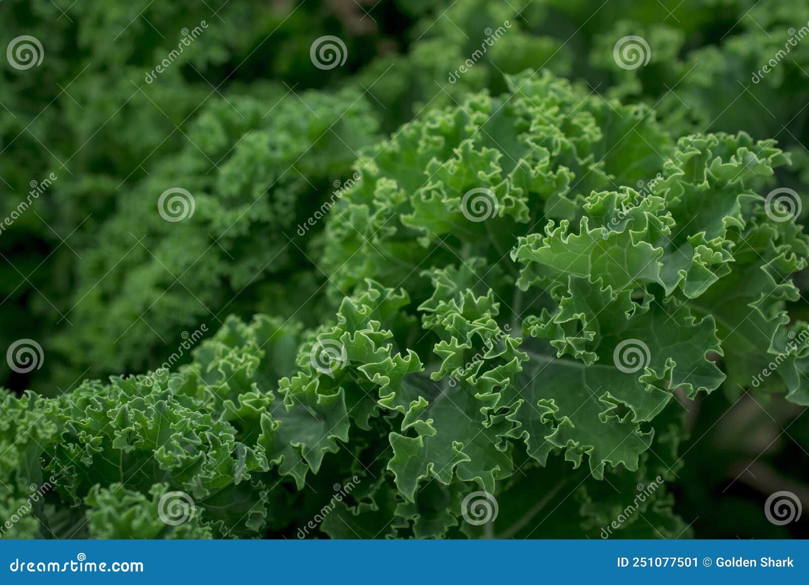 Fresh Green Leaves of Kale. Green Vegetable Stock Image Image of leaf