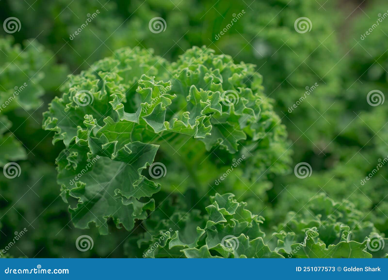 Fresh Green Leaves of Kale. Green Vegetable Stock Image Image of concert, macro 251077573