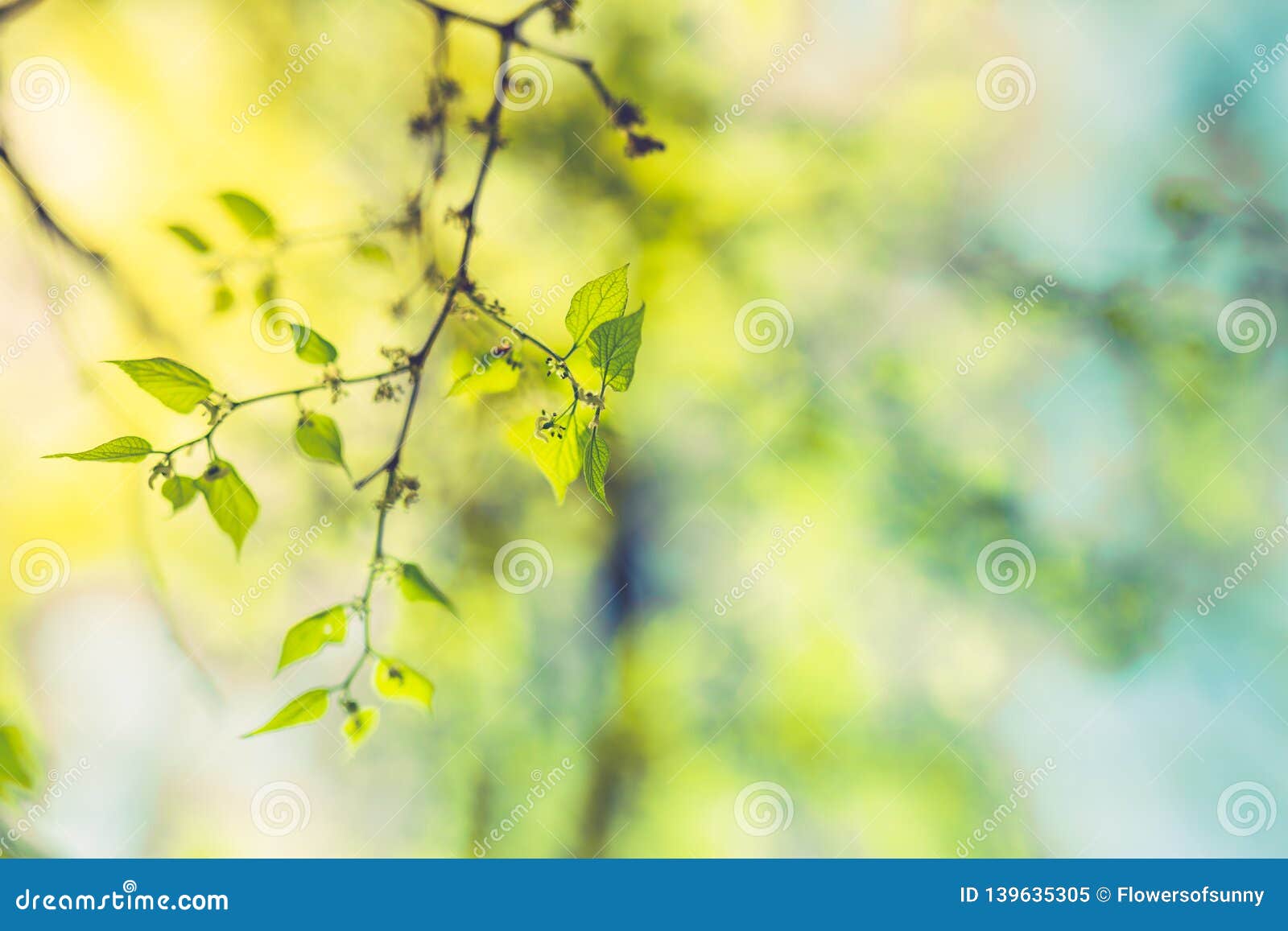 Fresh and Green Leaves. Nature Background, Freshness and New Life Nature  Concept Stock Image - Image of design, bokeh: 139635305