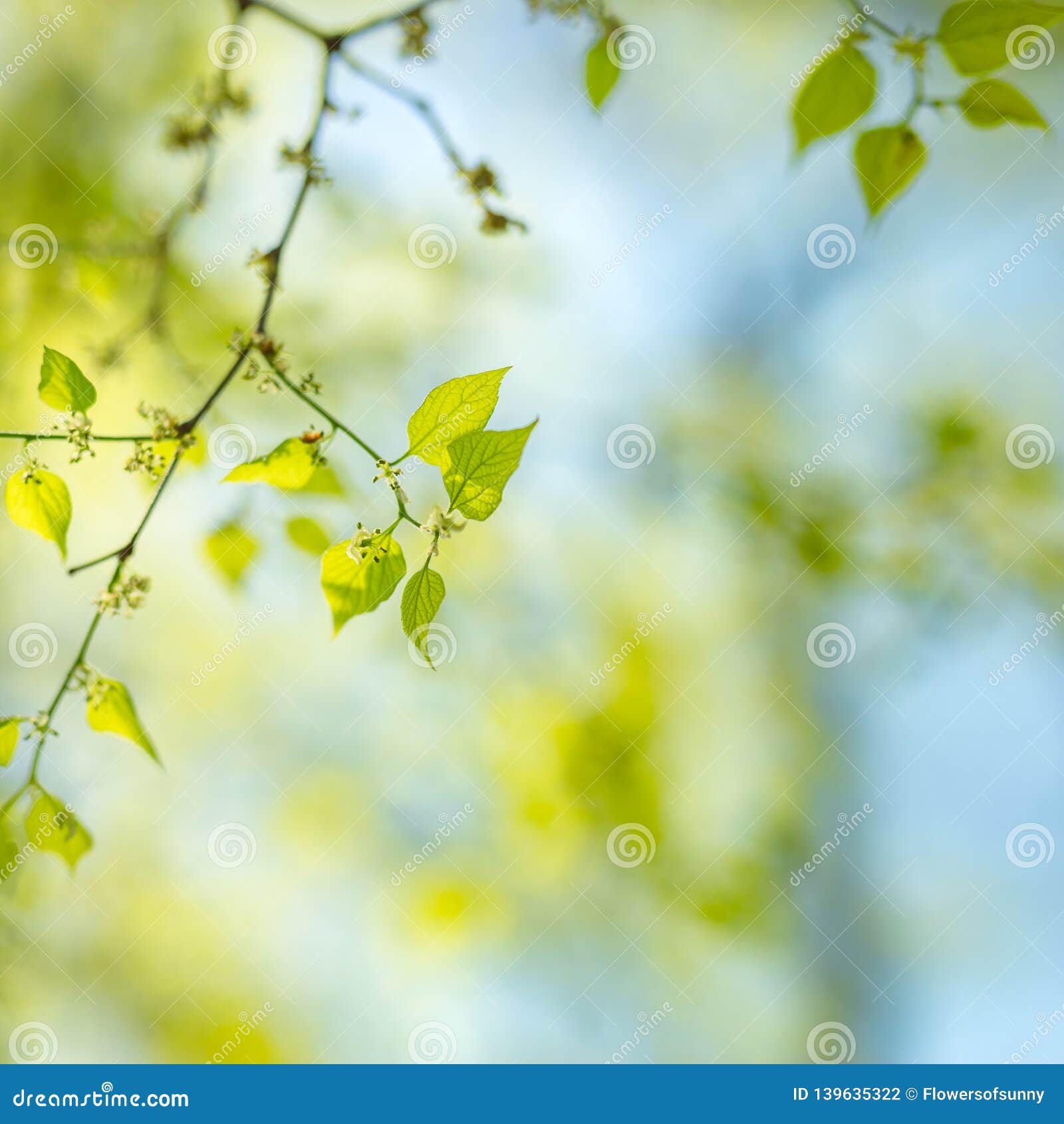 Fresh and Leaves. Nature Background, Freshness and New Life Nature Concept Stock Photo - of ecology, 139635322