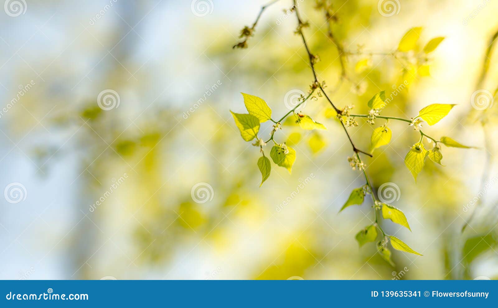 Fresh and Green Leaves. Nature Background, Freshness and New Life Nature  Concept Stock Image - Image of branch, freshness: 139635341