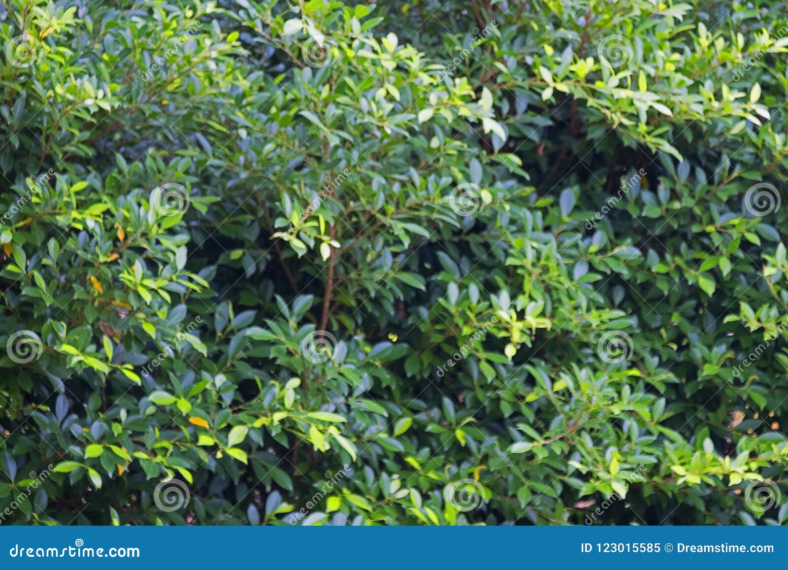Fresh Green Leaves Texture and  of Banyan Tree from Top View,  Natural Wallpaper Stock Image - Image of forest, branch: 123015585