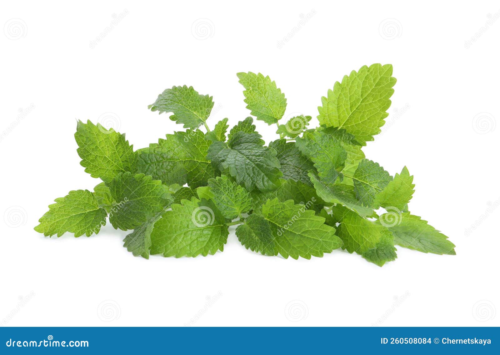 Fresh Green Lemon Balm Leaves Isolated on White Stock Photo Image of