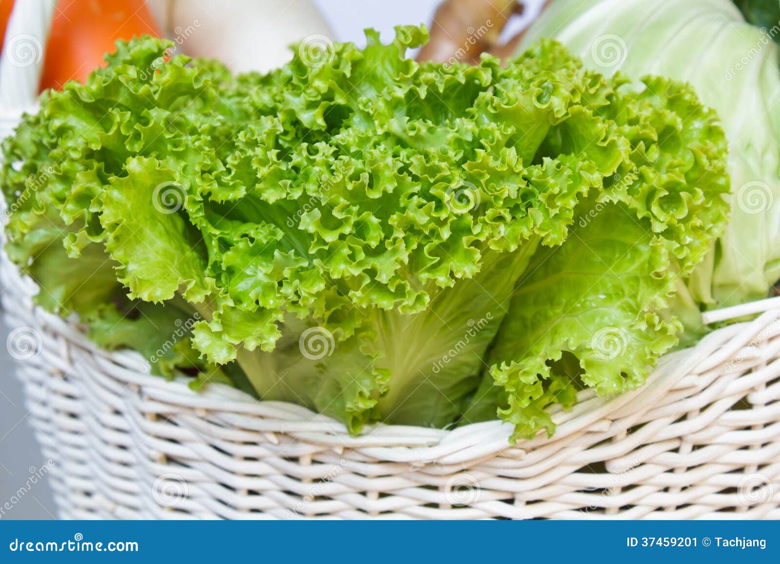 Fresh green lettuce. stock image. Image of leaf, vegetarian - 37459201