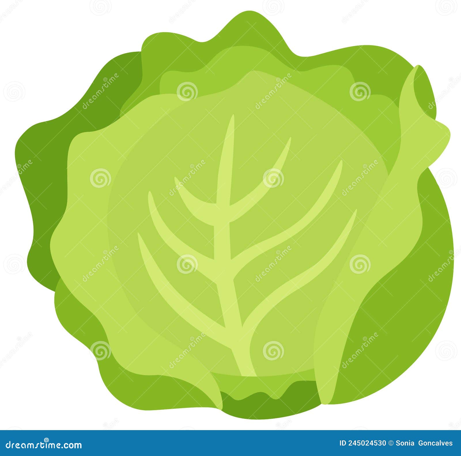 Fresh Green Lettuce Isolated on White Stock Vector Illustration of