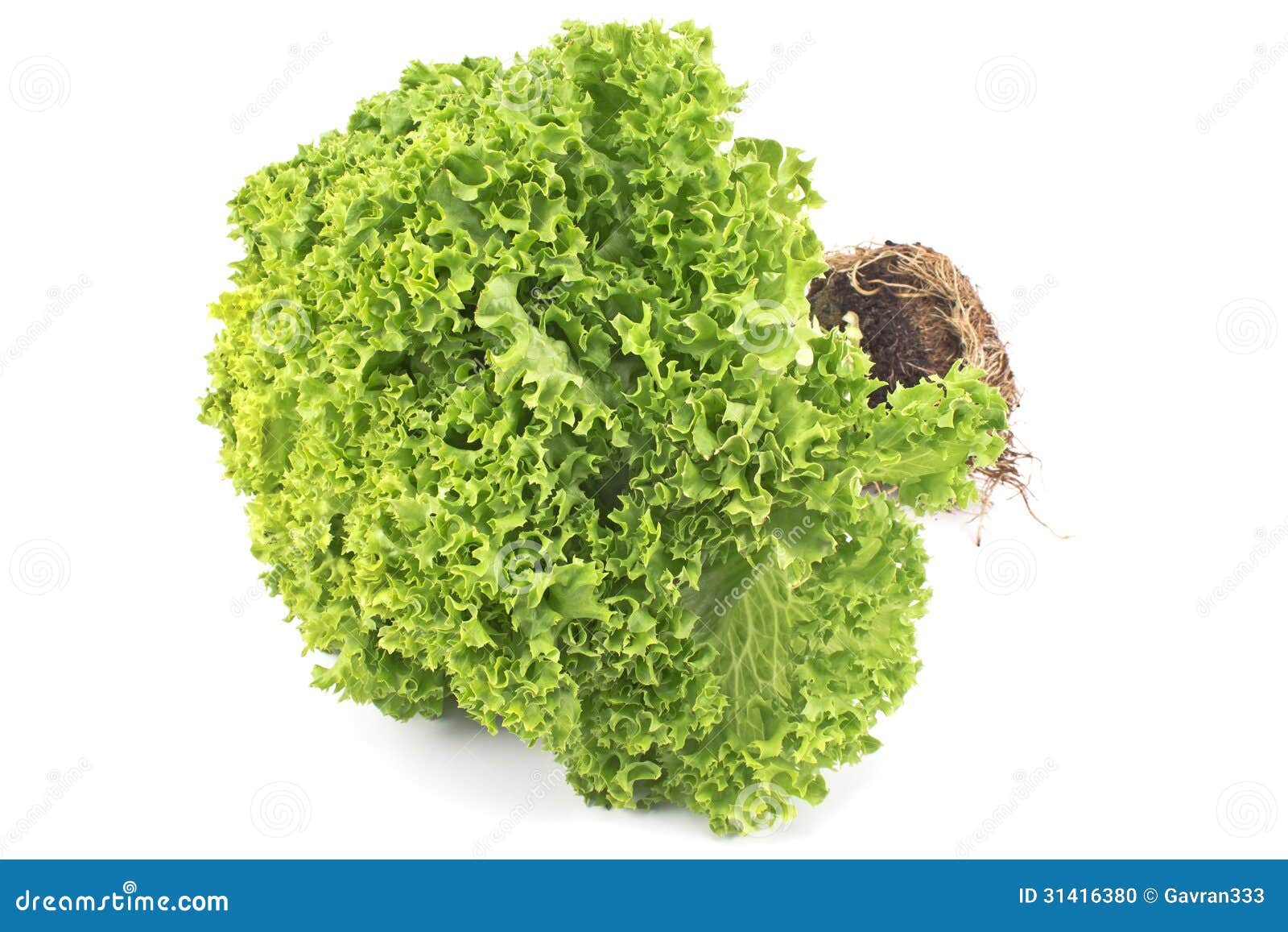 Fresh Green Lettuce with Root Stock Photo Image of appetizer, green