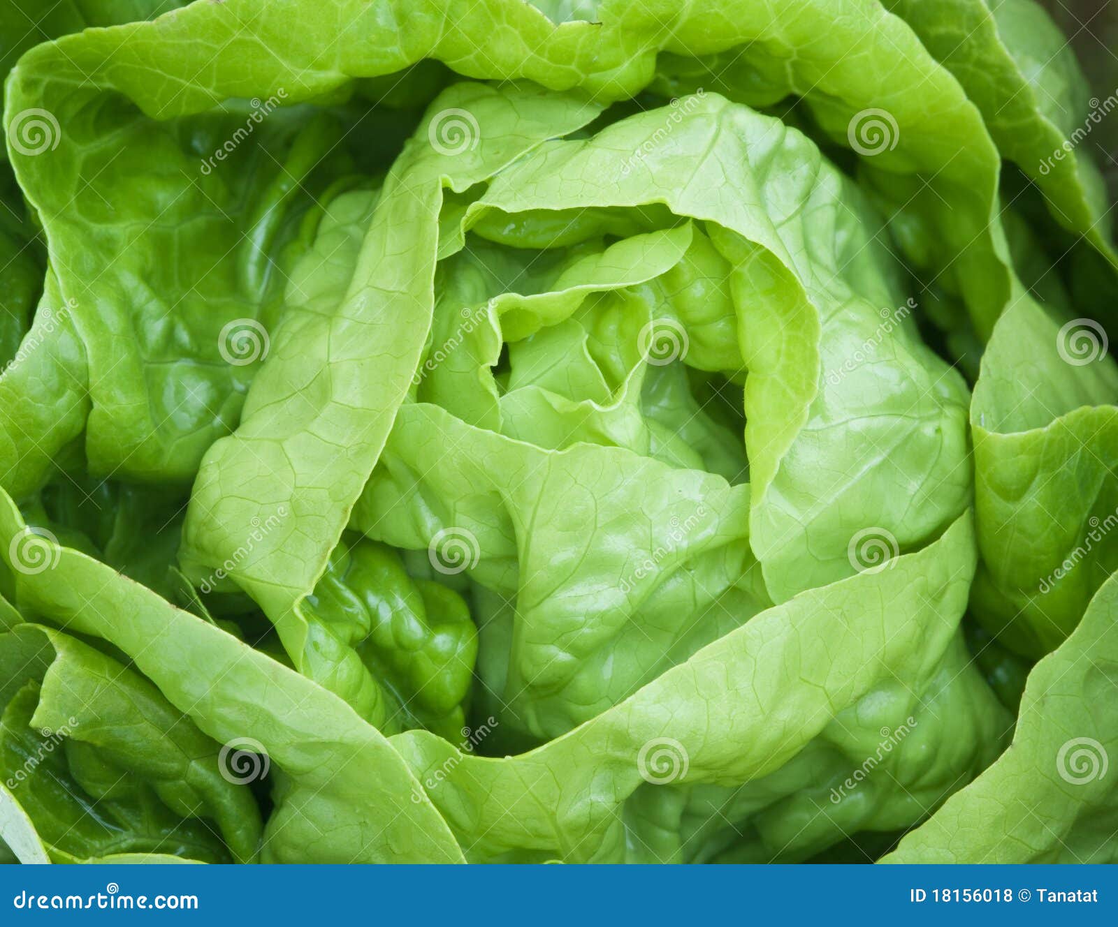 Fresh green Lettuce salad stock photo. Image of background 18156018