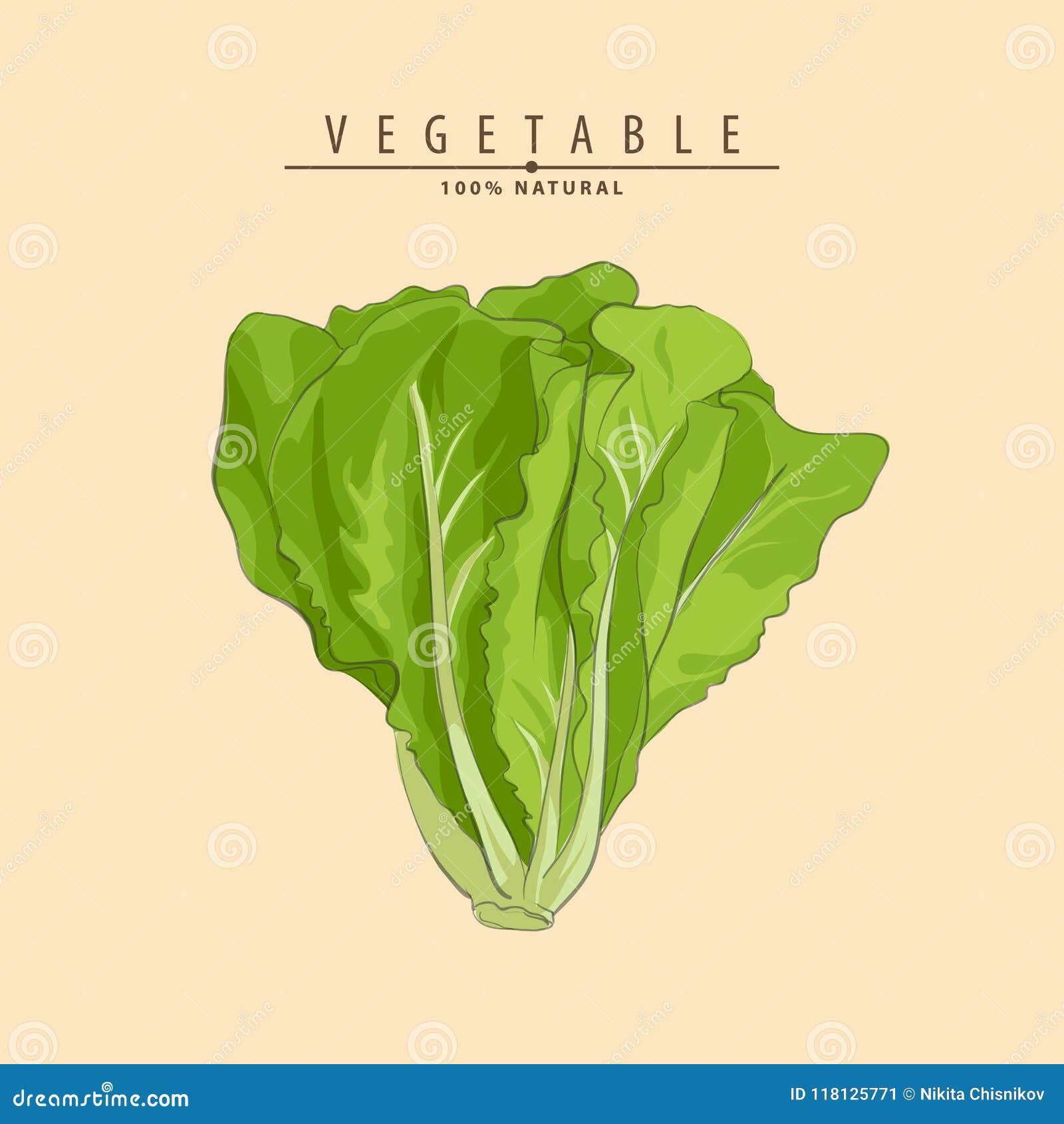 Green Lettuce Cartoon Isolated Illustration 32203200