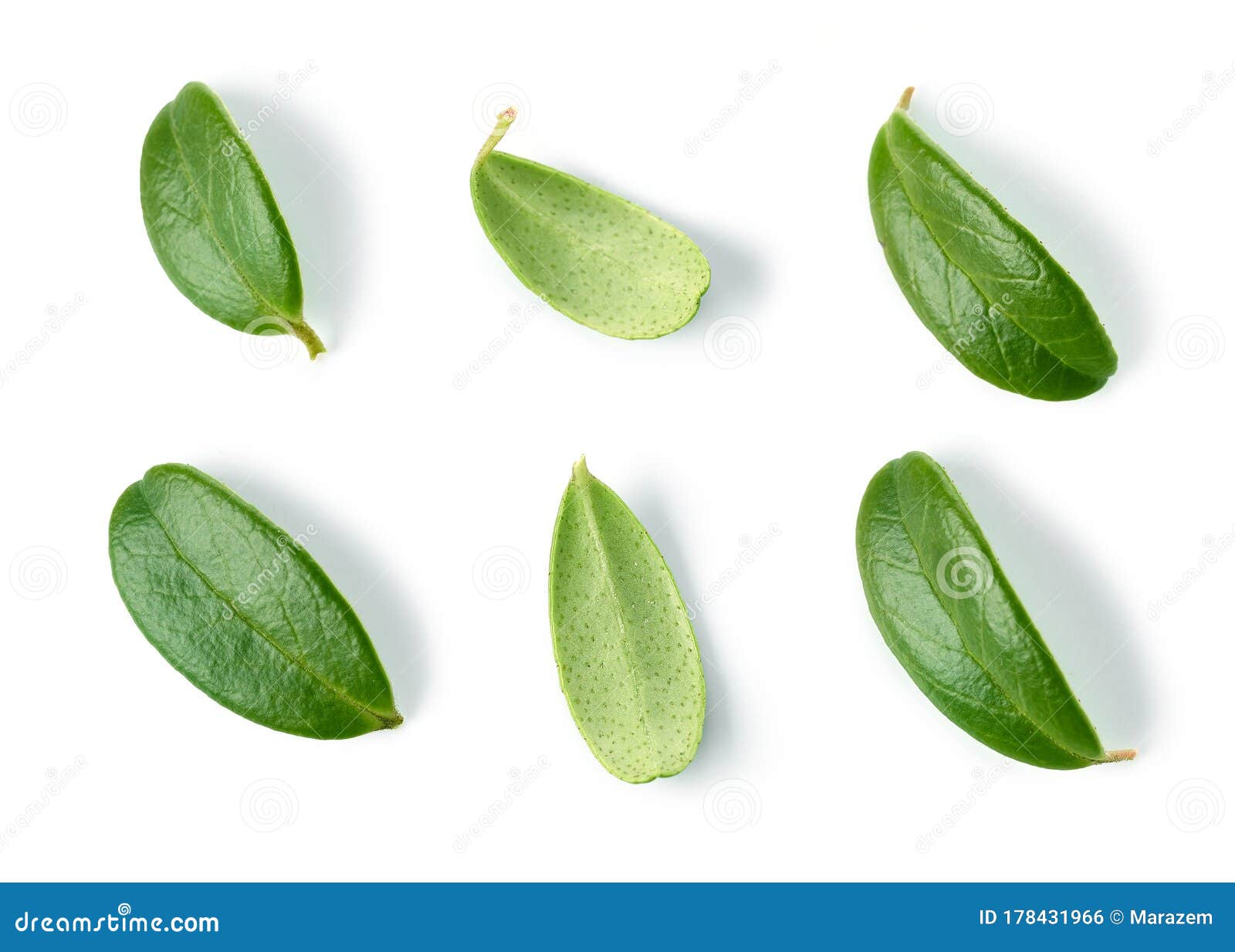 fresh green lingonberry leaves