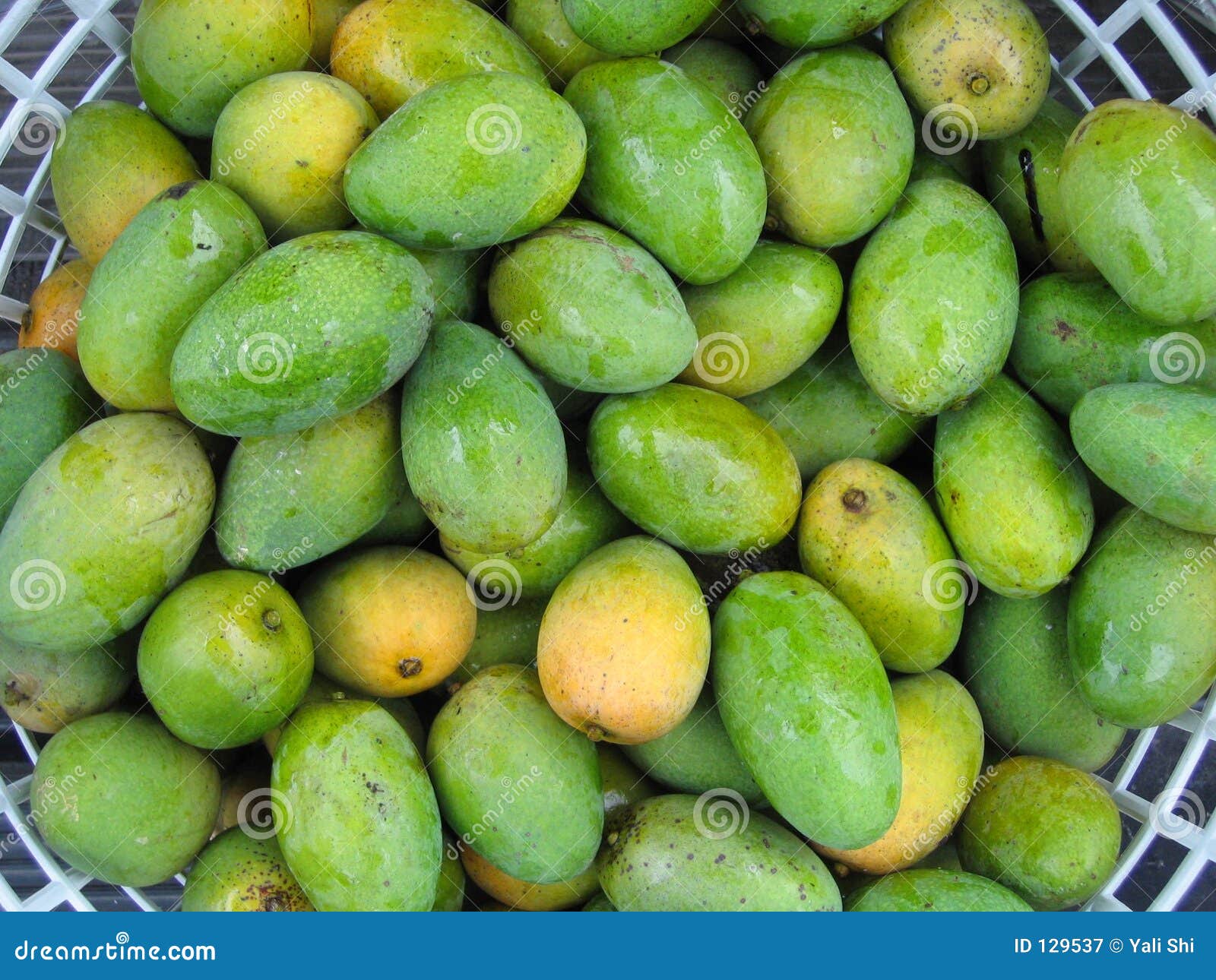 Fresh Green Mangoes stock image. Image of food, garden 129537