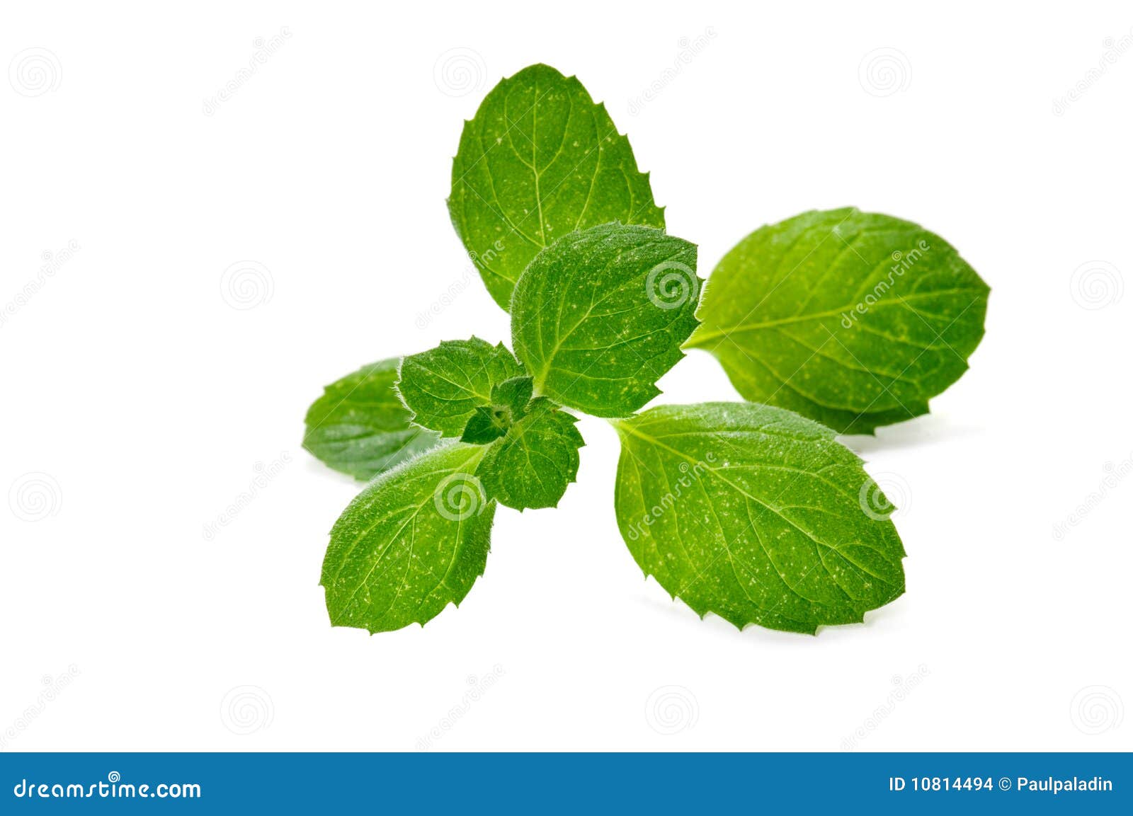 Fresh green mint herb stock photo. Image of eating, sheaf 10814494
