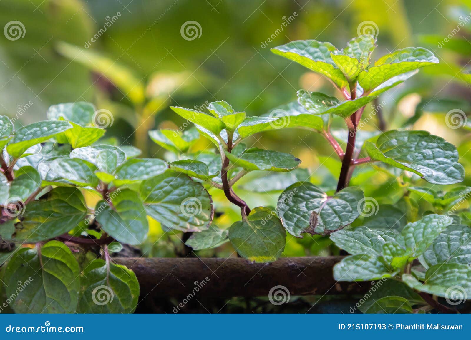 Fresh Green Mint Leaves in Vegetable Garden Stock Image Image of