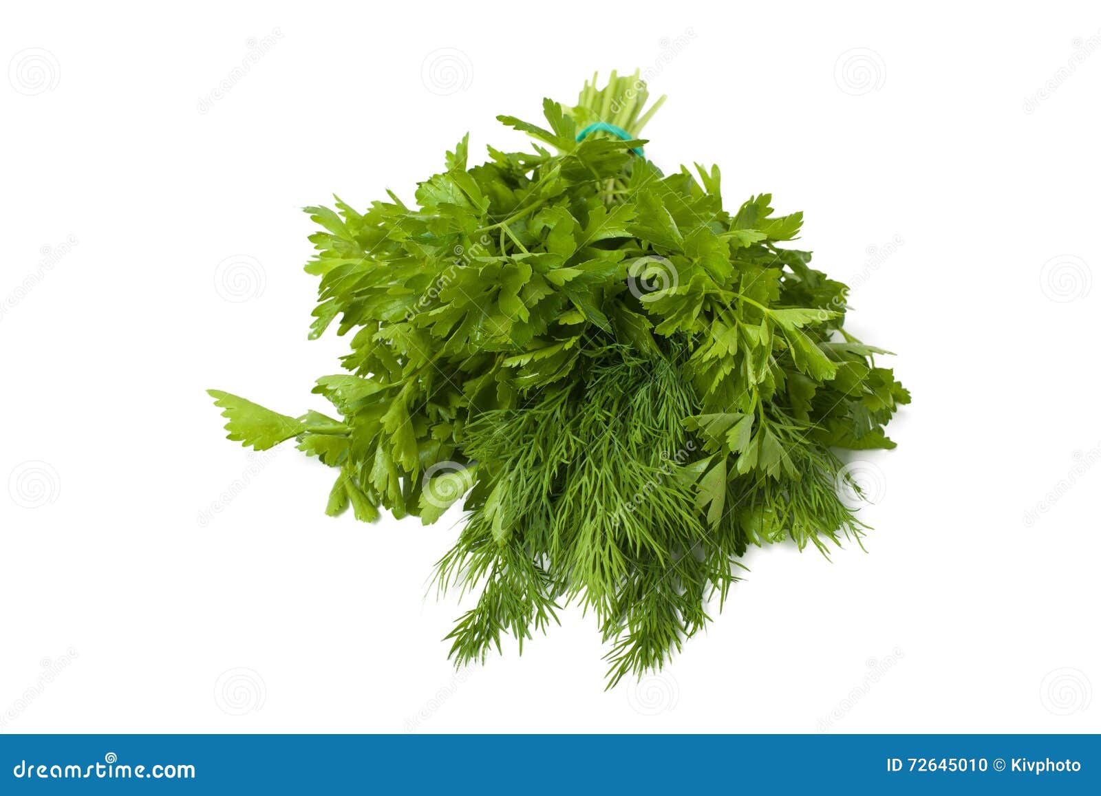 Fresh Green Mixed Bunch of Dill and Parsley Stock Photo Image of food