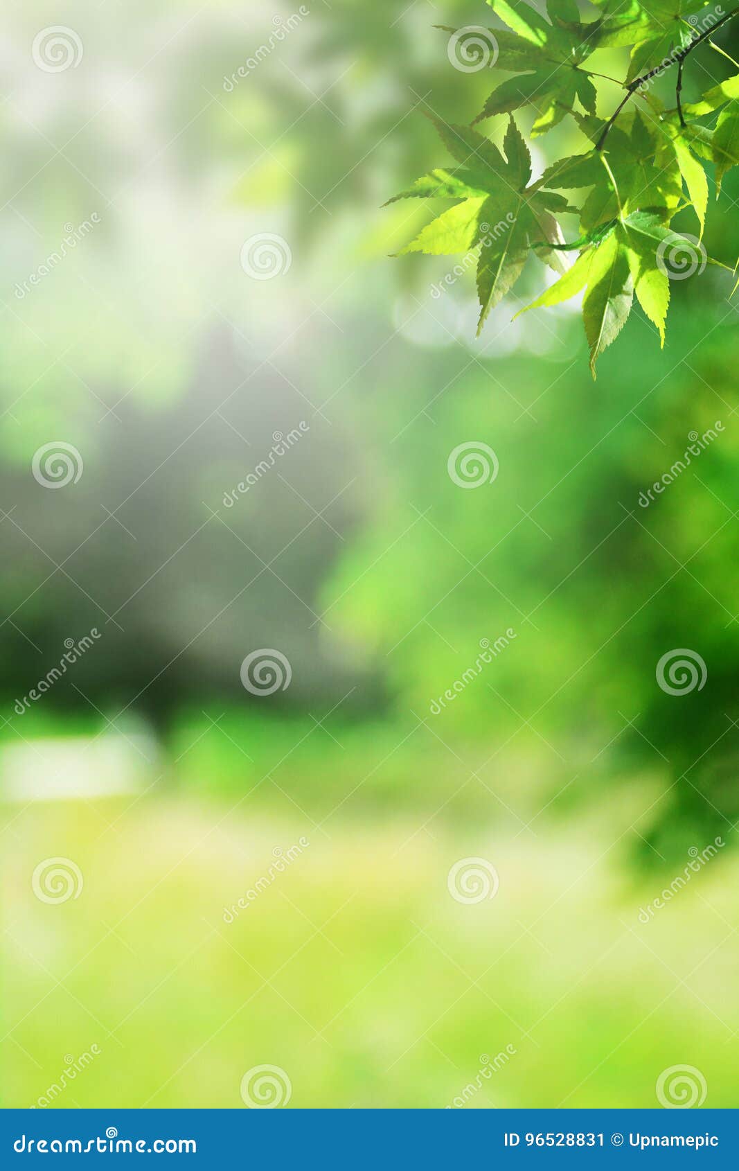 Fresh Green Nature Blur Background Stock Image Image of 