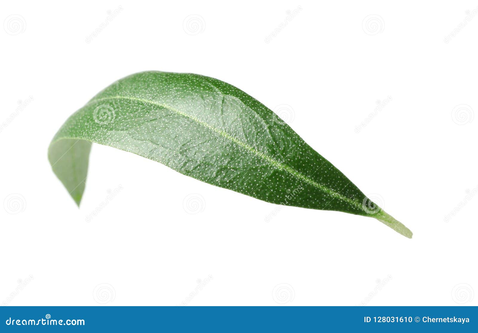 Fresh green olive leaf stock photo. Image of olive, background 128031610