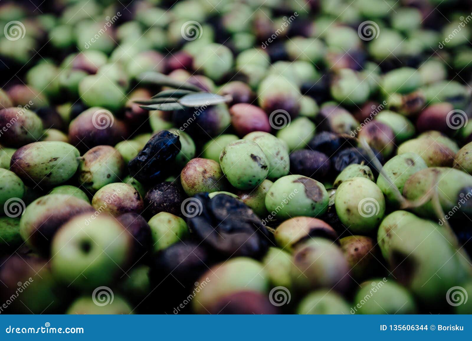 Fresh Green Olives Harvest. Natural Environment. Stock Photo Image of
