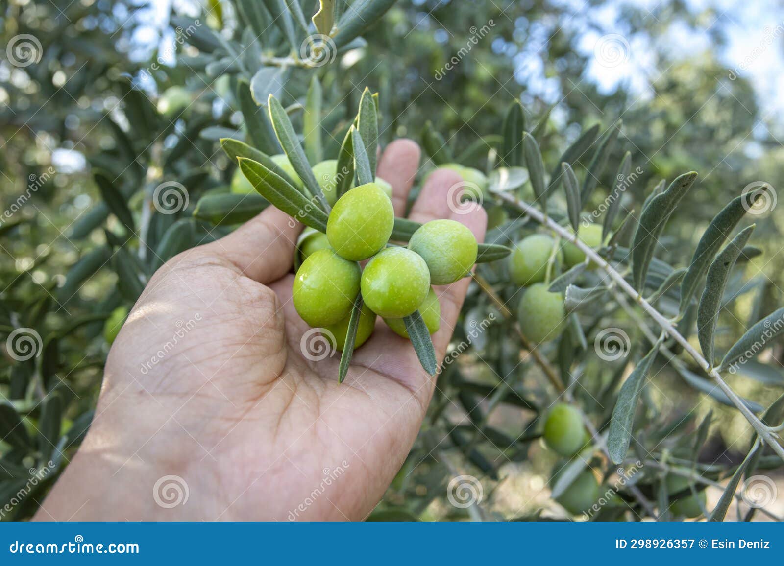 Fresh Green Olives on the Olive Tree Stock Image Image of wood, grove