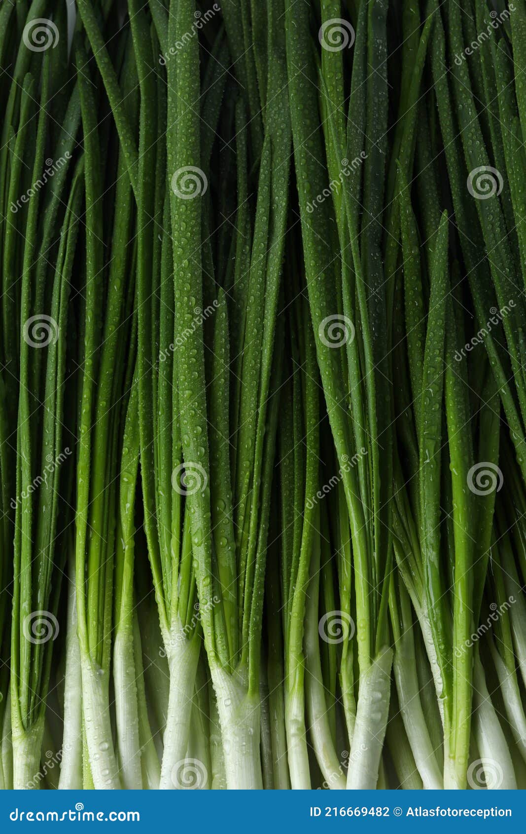 Fresh Green Onion with Water Drops, Close Up Stock Photo Image of