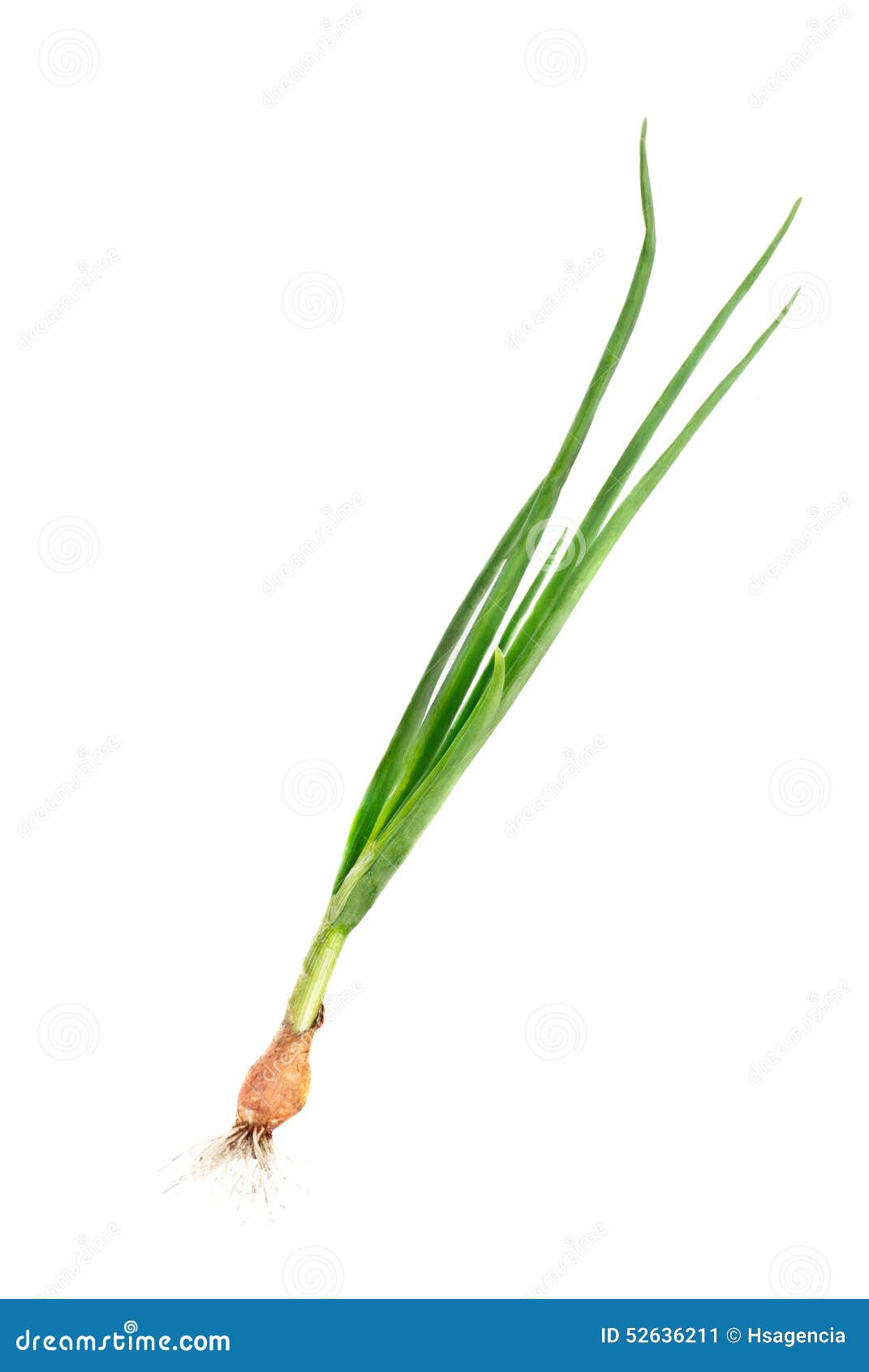 Fresh Green Onions with Bulb and Root Stock Image Image of vegetable