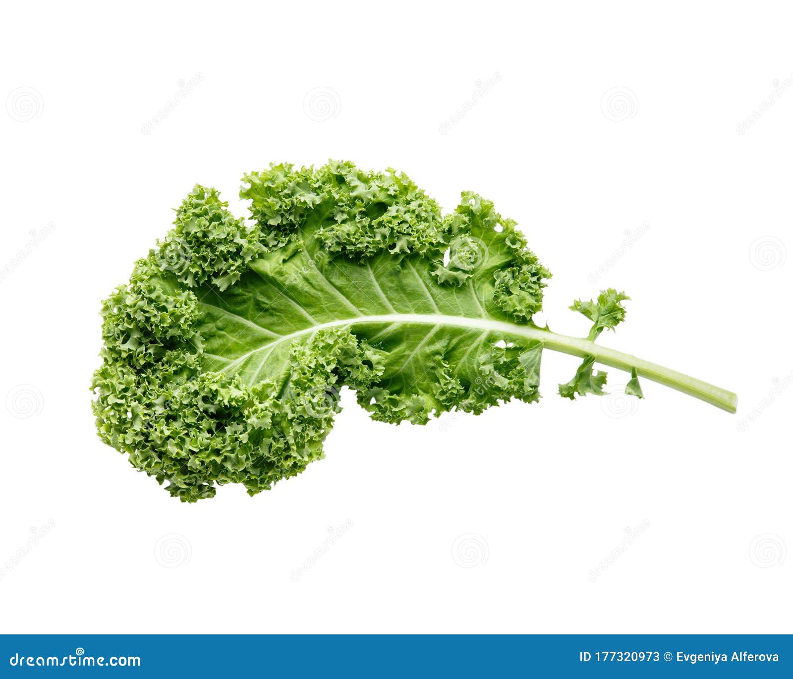 Fresh Green Organic Kale Leaf Isolated on White Stock Image Image of