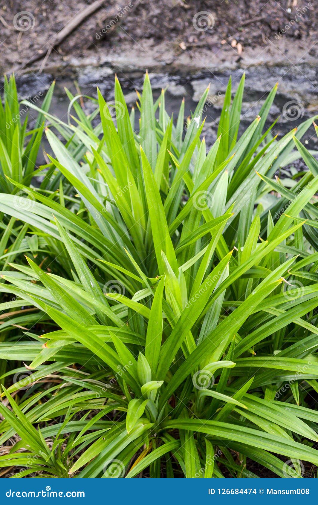 Green Pandan Leaves Tree in Garden Stock Photo Image of outdoor