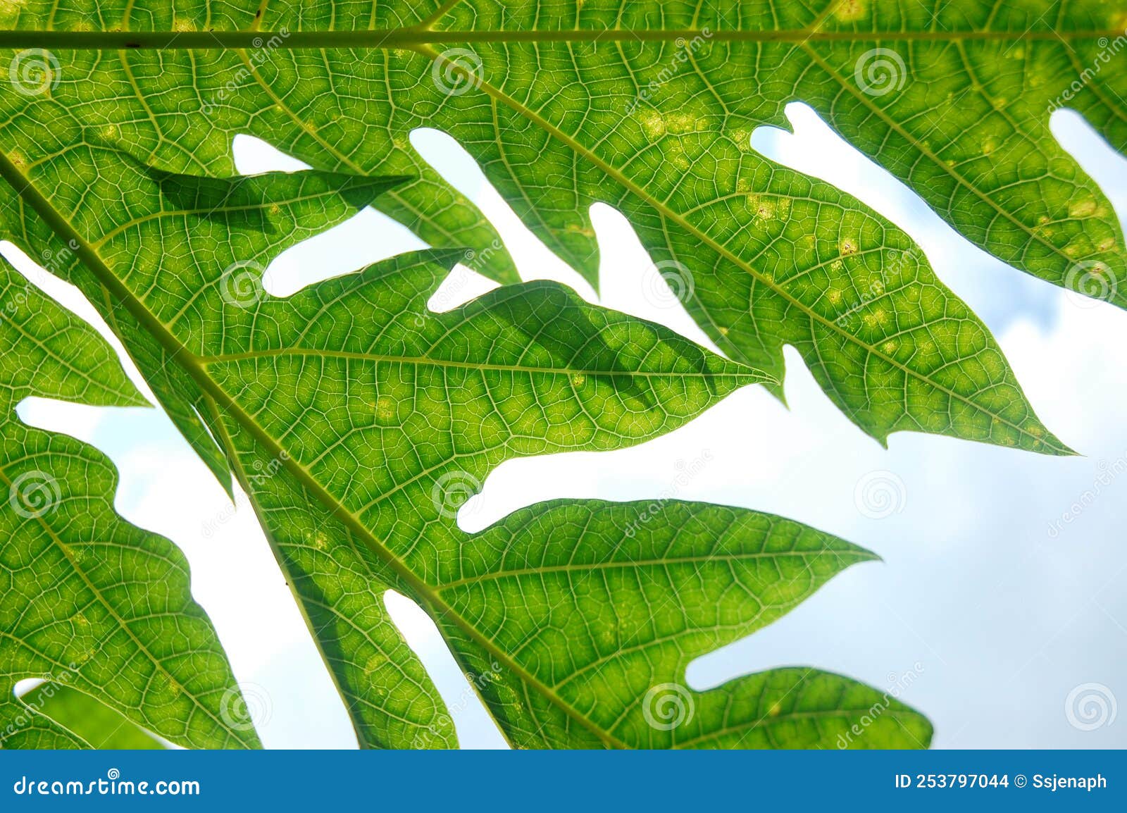 Fresh Green Papaya Leaf Texture Pattern Has a Bitter Taste Stock Photo