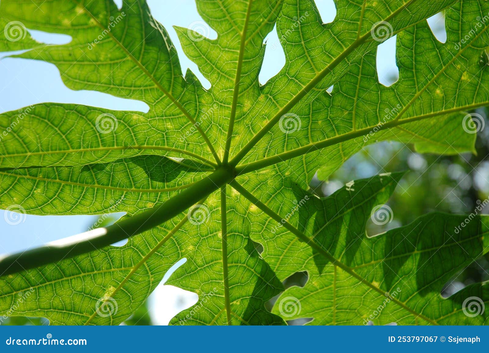 Fresh Green Papaya Leaf Texture Pattern Has a Bitter Taste Stock Image