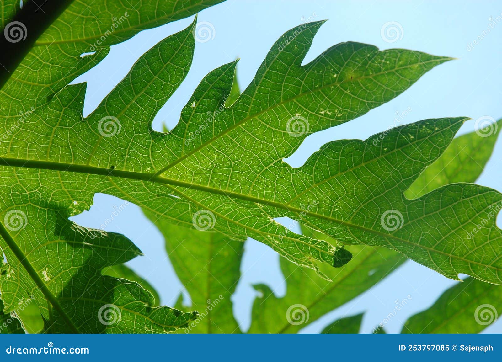 Fresh Green Papaya Leaf Texture Pattern Has a Bitter Taste Stock Image