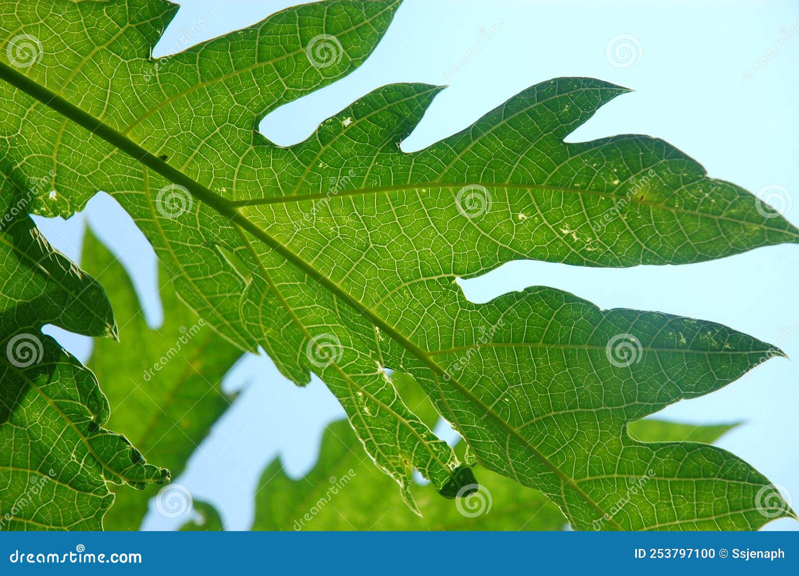 Fresh Green Papaya Leaf Texture Pattern Has a Bitter Taste Stock Photo