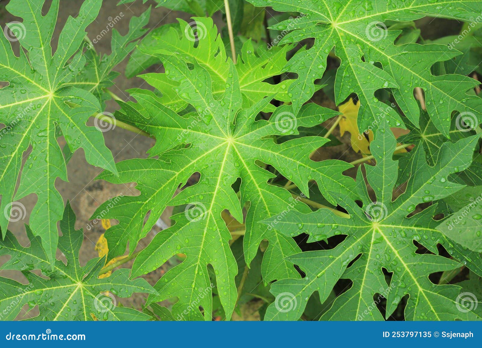 Fresh Green Papaya Leaf Texture Pattern Has a Bitter Taste Stock Image
