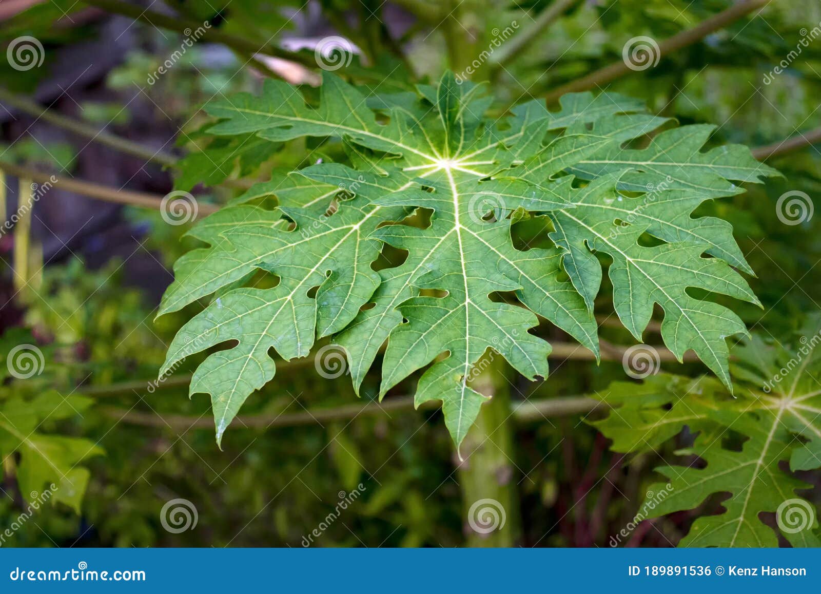 Fresh green papaya leaves stock photo. Image of arctic 189891536