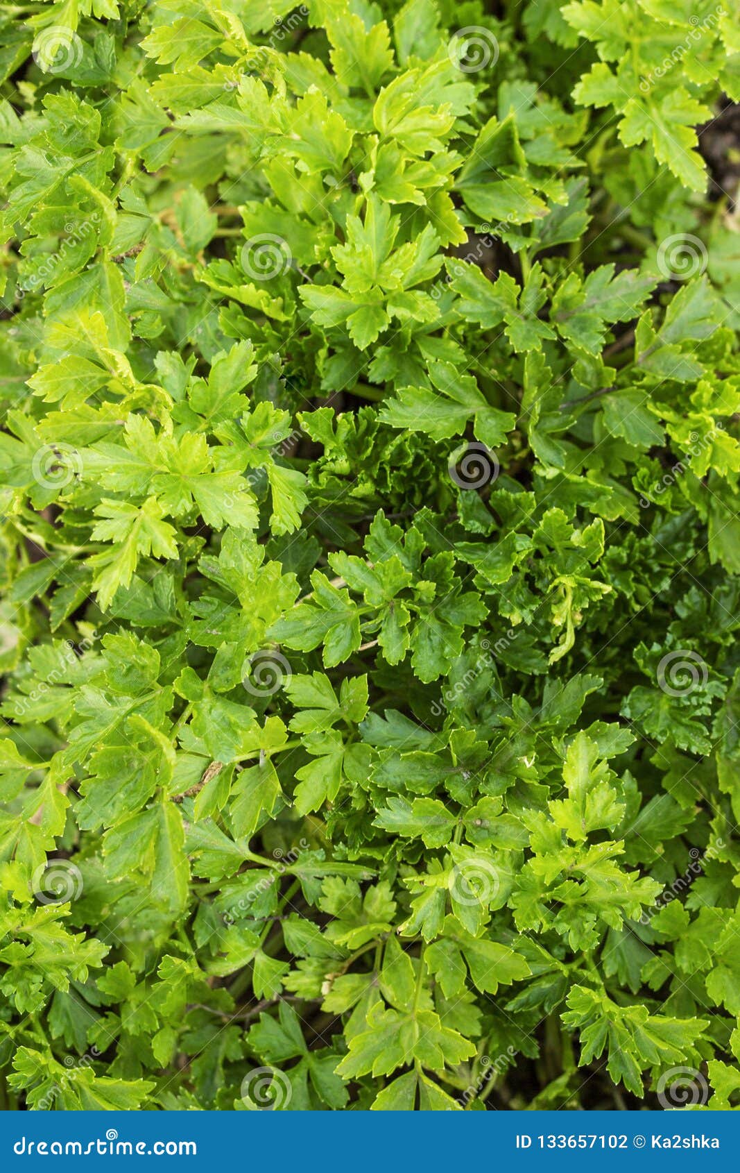 Fresh Green Parsley Growing in a Garden Stock Photo Image of nature