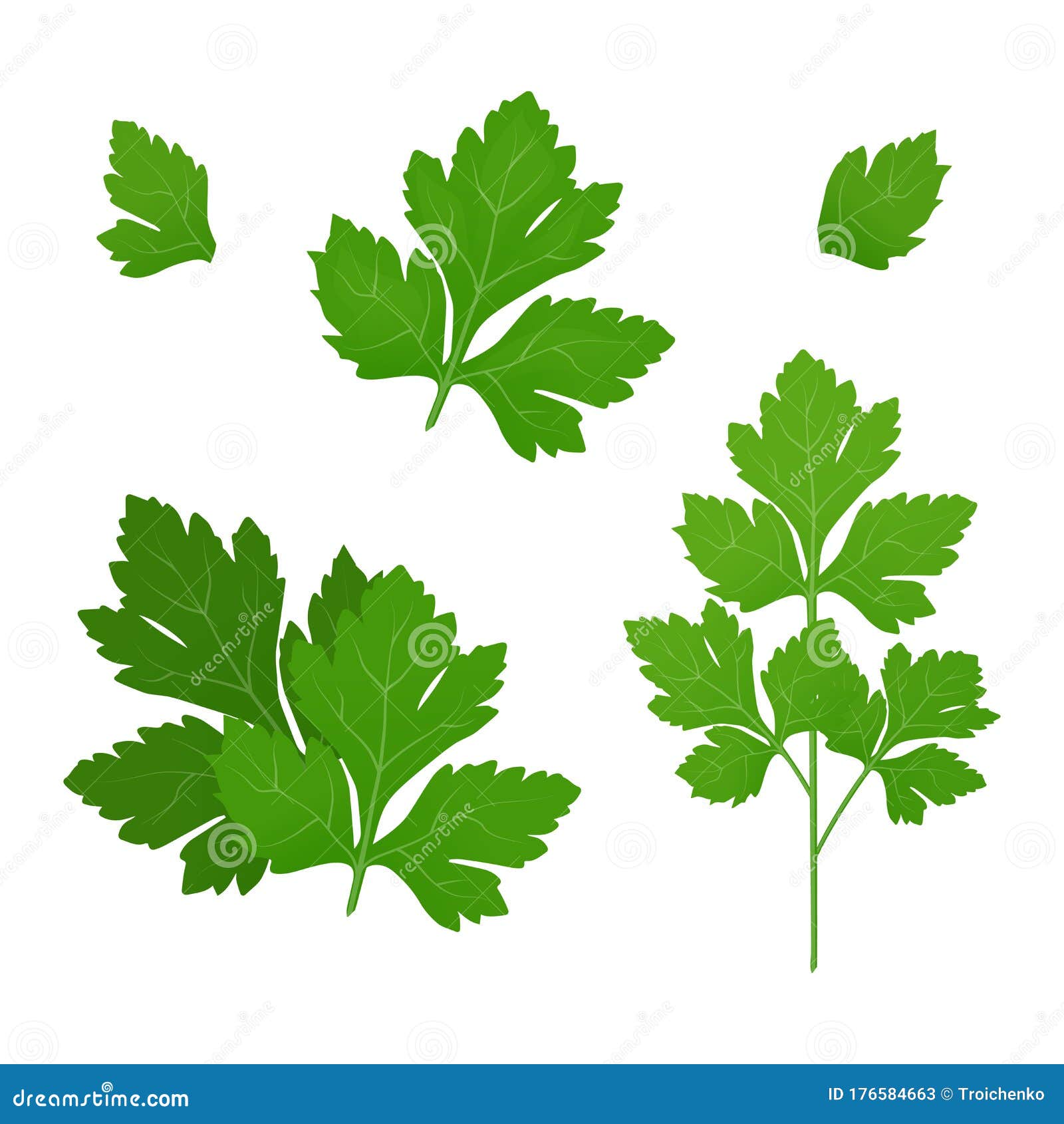 Fresh Green Parsley Leaves on White Background. Parsley Isolated Stock Illustration
