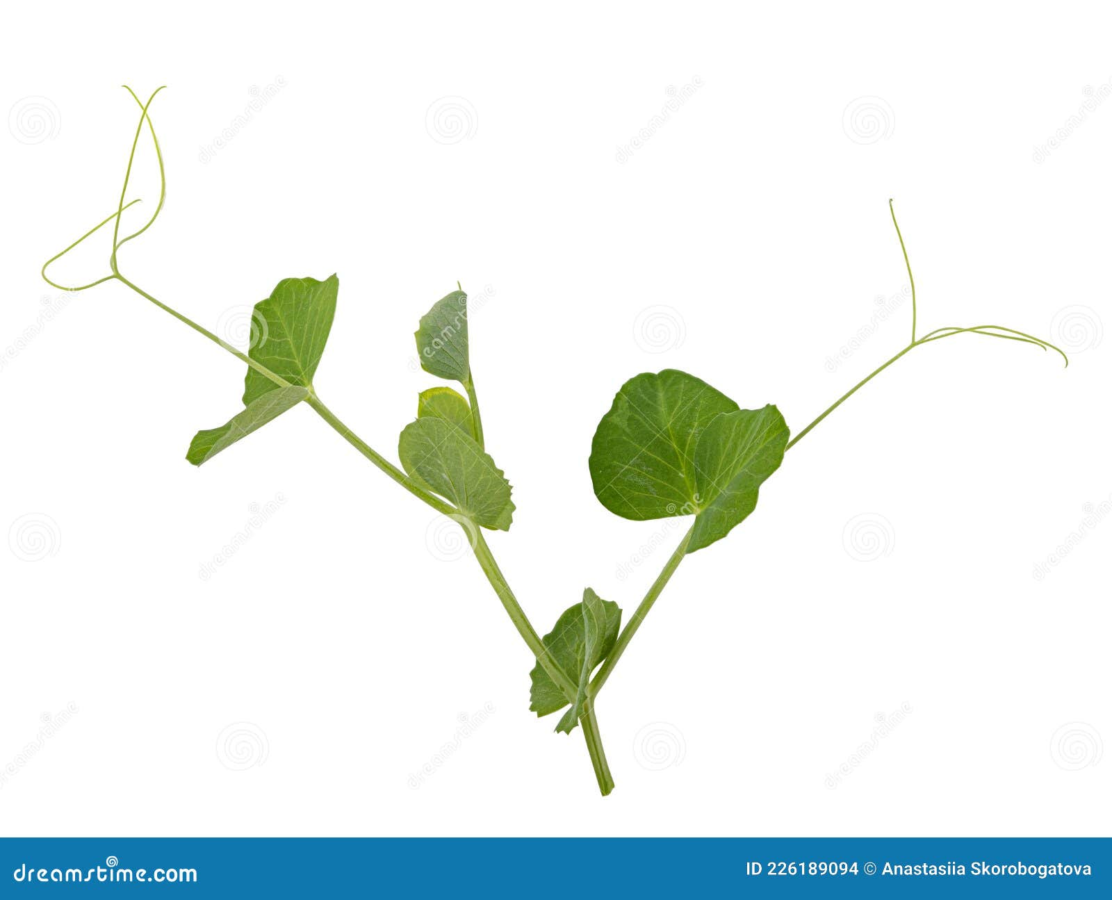 Fresh green pea leaves stock photo. Image of background 226189094