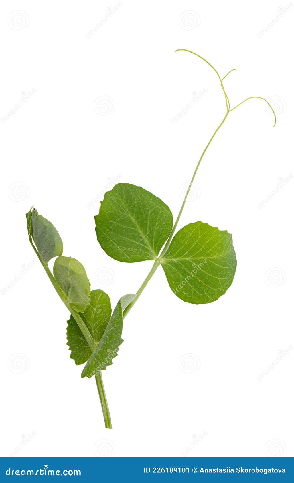 Fresh green pea leaves stock image. Image of veggie 226189101