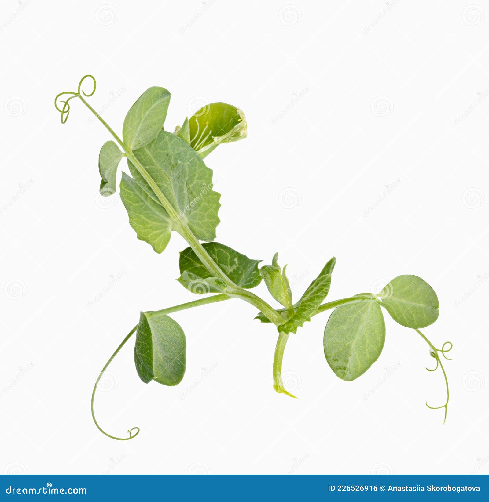 Fresh green pea leaves stock photo. Image of closeup 226526916