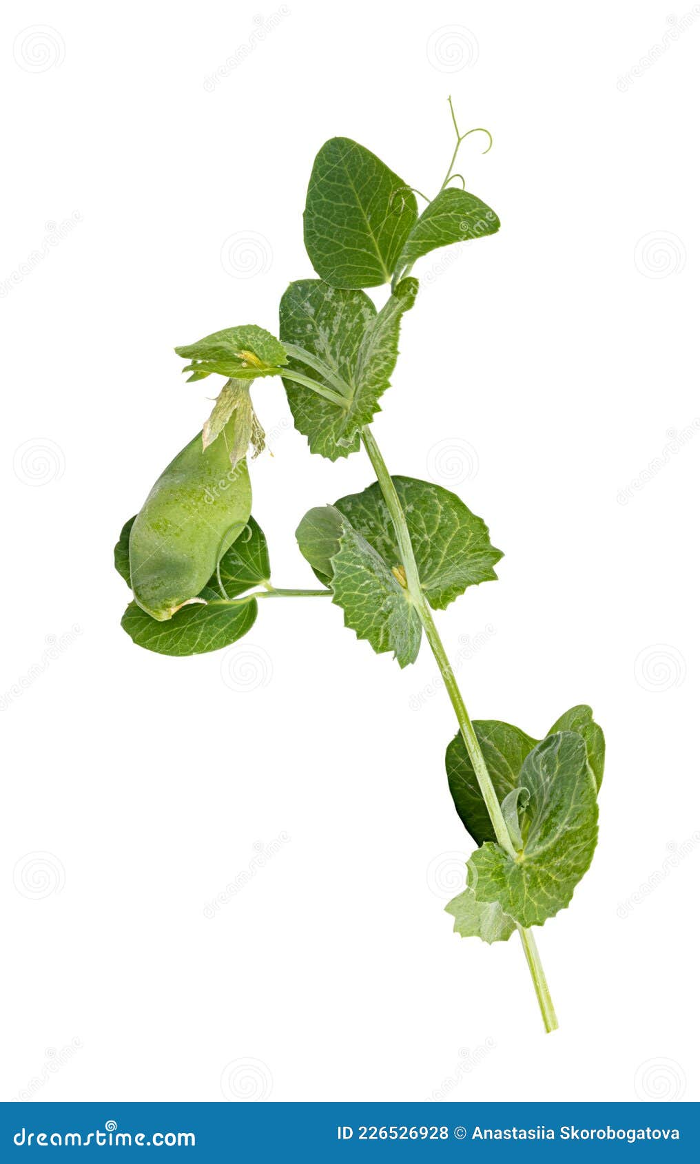 Fresh green pea leaves stock photo. Image of garden 226526928