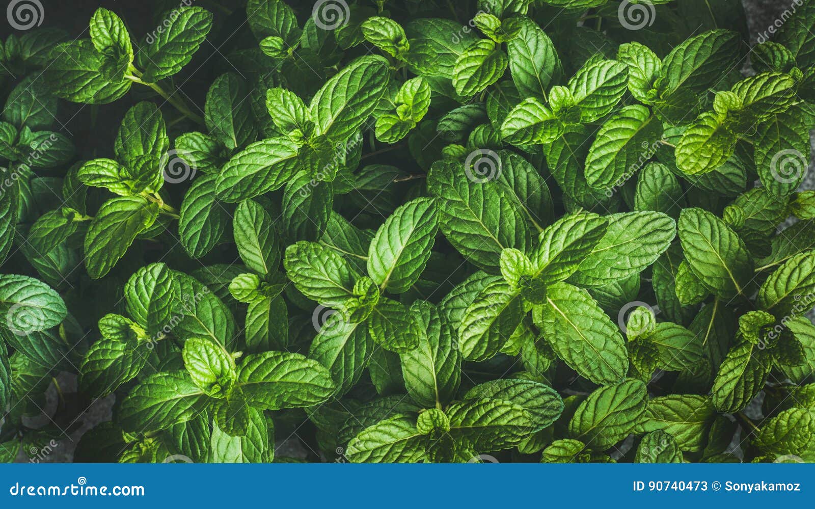 Fresh Mint Leaves Grow Background Green Melissa Peppermint Plant Closeup  Wallpaper Stock Photo  Download Image Now  iStock