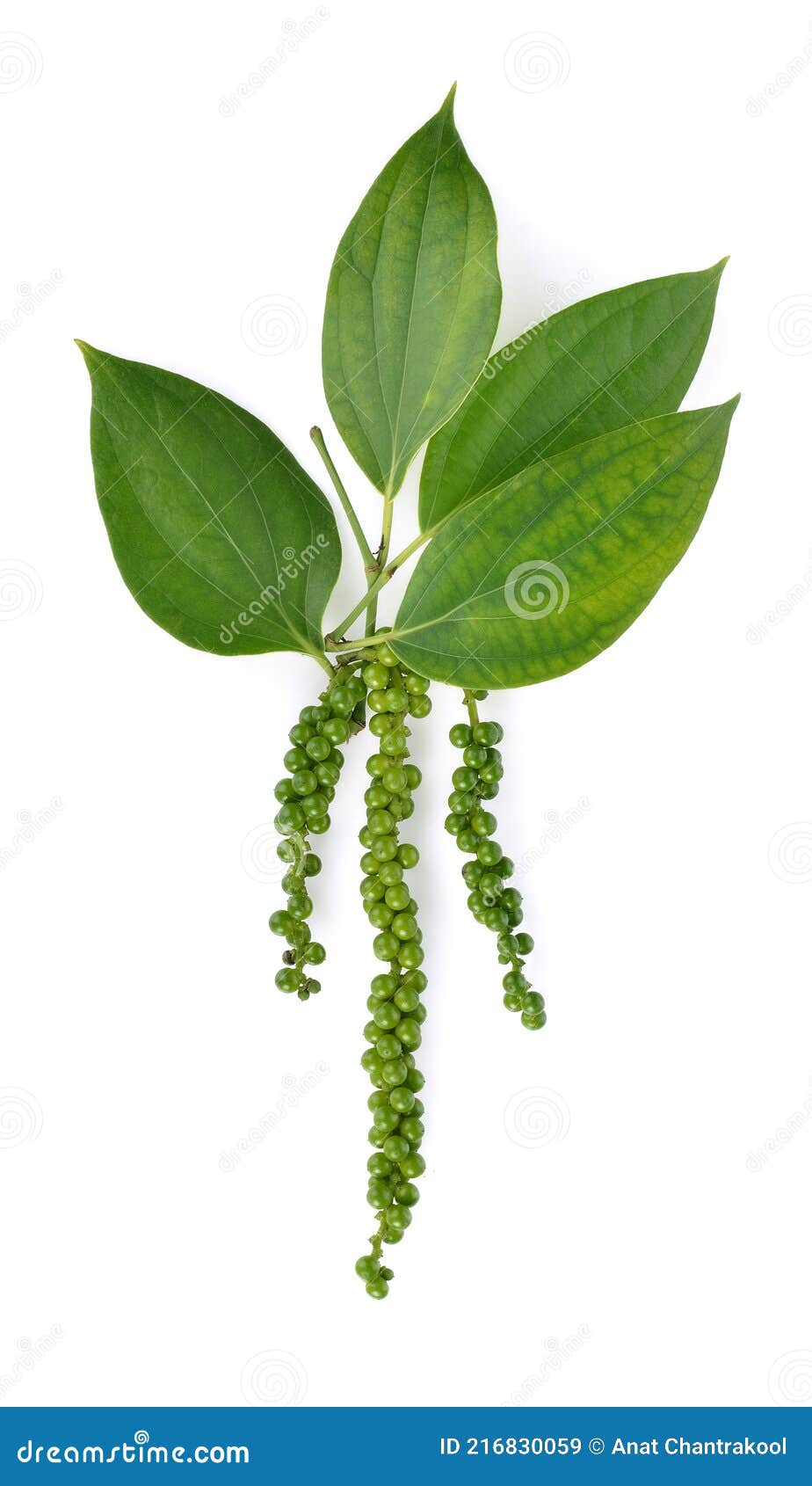 Fresh Green Peppercorns Isolated on a White Background Stock Image