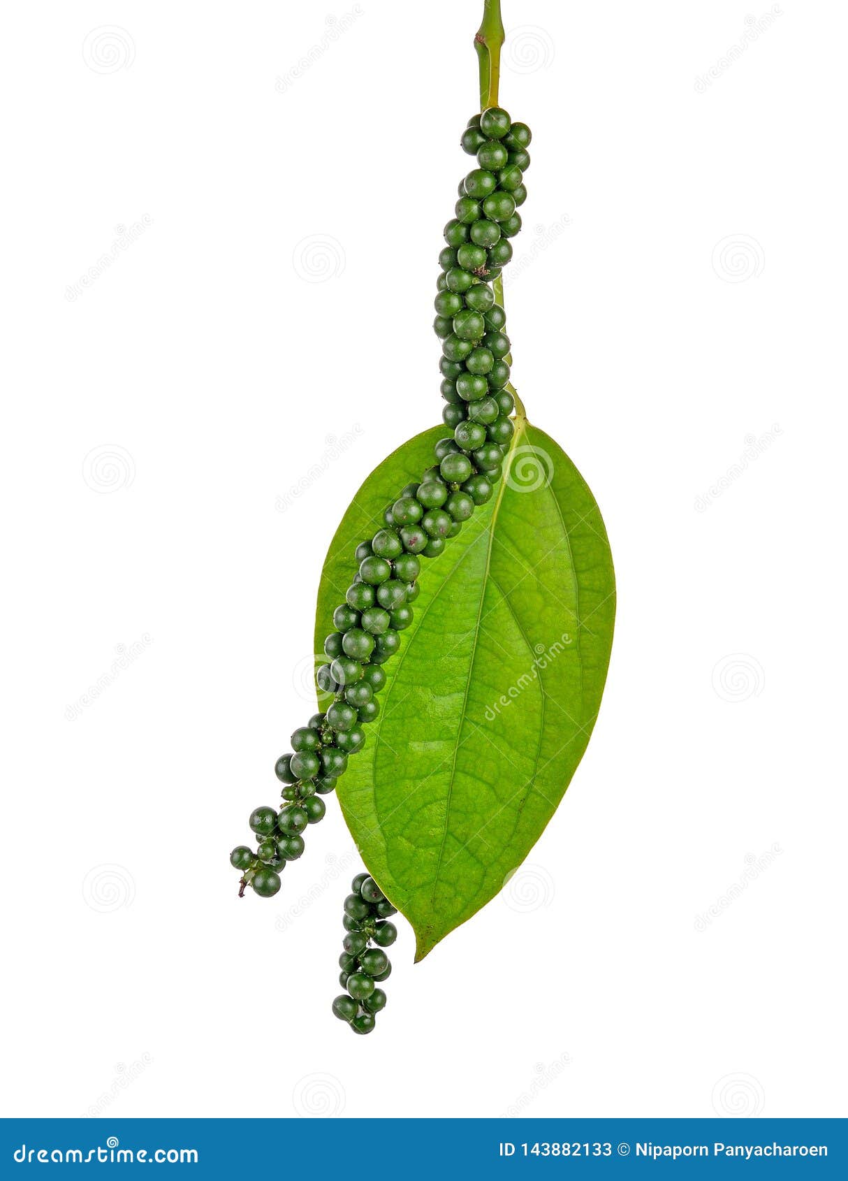 Fresh Green Peppercorns on White Stock Image Image of heap, isolated