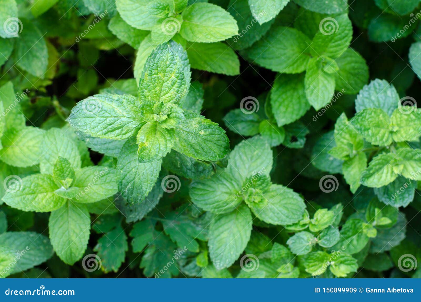 Fresh Green Peppermint Grows in the Garden. Peppermint Leaves Under Dew