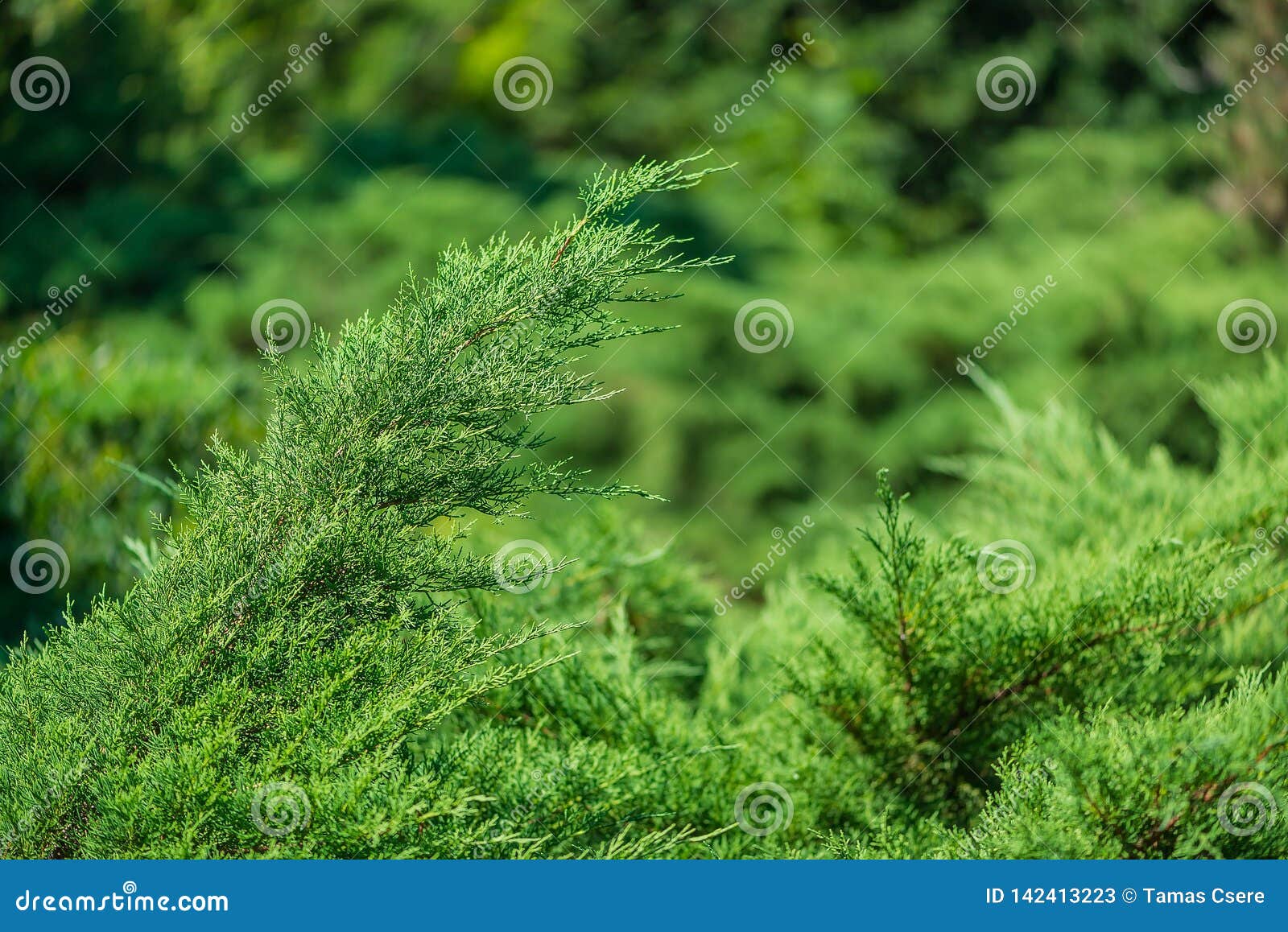 Fresh Green Pine Leaves Oriental Arborvitae Thuja Orientalis Leaf