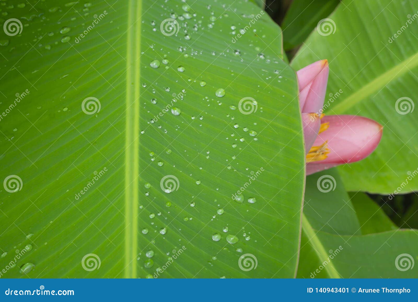 fresh green pinnately parallel venation leaf pattern with water droplets, pink petals of flowering banana blooming