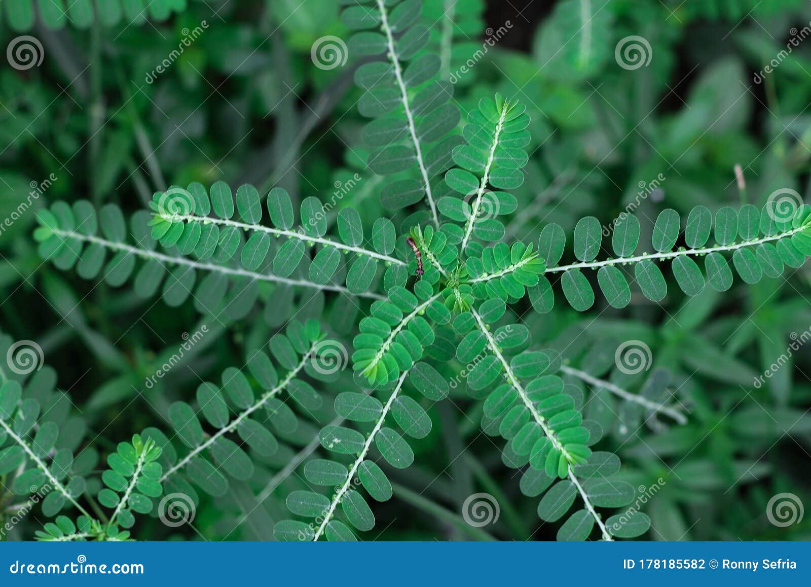niruri phyllanthus